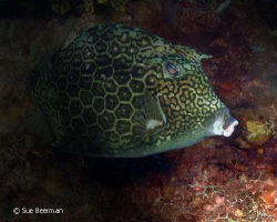 Cow Fish with spotlight effect added during editing process by Susan Beerman 